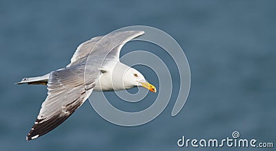 Larus michahellis Stock Photo