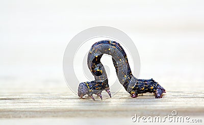 Larva Stock Photo