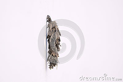 Larva of bagworm moth Stock Photo