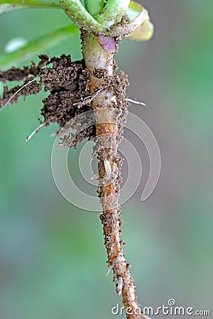 Larva of cabbage fly (also cabbage root fly, root fly or turnip fly) - Delia radicum. Stock Photo