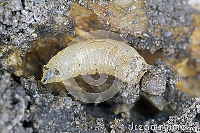 Larva of cabbage fly (also cabbage root fly, root fly or turnip fly) - Delia radicum. Stock Photo