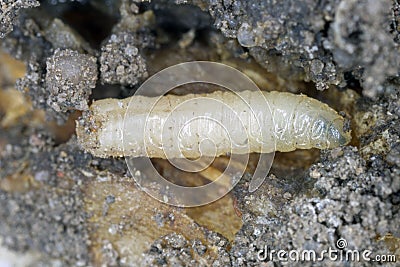 Larva of cabbage fly (also cabbage root fly, root fly or turnip fly) - Delia radicum. Stock Photo