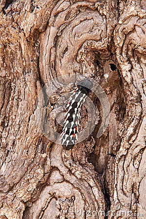 African Emperor Caterpillar Stock Photo