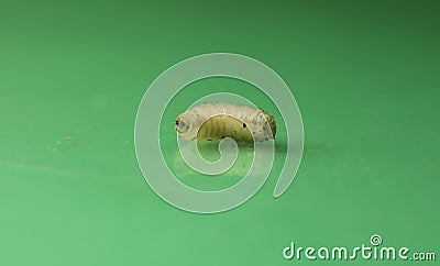 Larva of flies on green background. green bottle fly maggot isolated. maggots Stock Photo