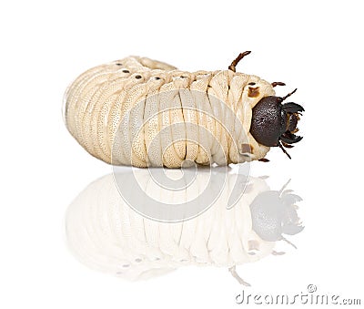Larva of a Hercules beetle Dynastes hercules Stock Photo