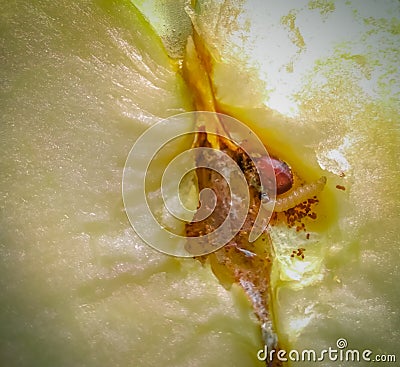 Larva inside chopped apple Stock Photo