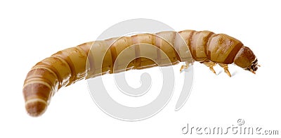 Larva of Mealworm - Tenebrio molitor Stock Photo