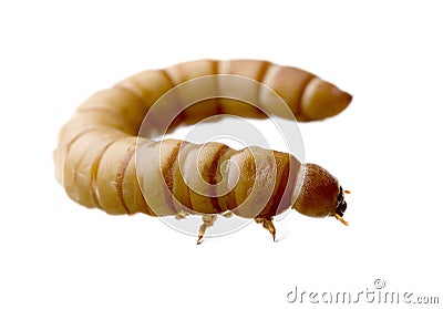 Larva of Mealworm - Tenebrio molitor Stock Photo