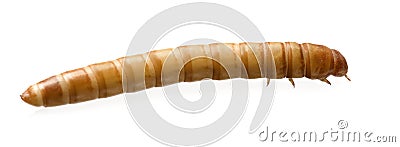 Larva of Mealworm - Tenebrio molitor Stock Photo