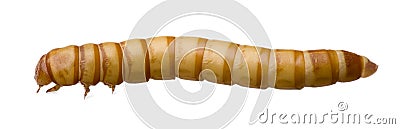 Larva of Mealworm - Tenebrio molitor Stock Photo