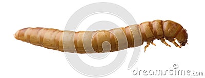 Larva of Mealworm - Tenebrio molitor Stock Photo