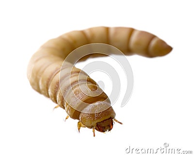 Larva of Mealworm - Tenebrio molitor Stock Photo