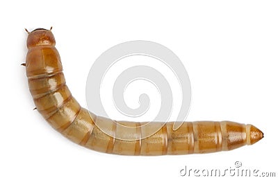 Larva of Mealworm, Tenebrio molitor Stock Photo