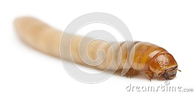 Larva of Mealworm, Tenebrio molitor Stock Photo