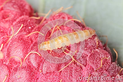 Larva of the raspberry beetle Byturus tomentosus on damaged fruit. It is a beetles from fruit worm family Byturidae a major pest Stock Photo