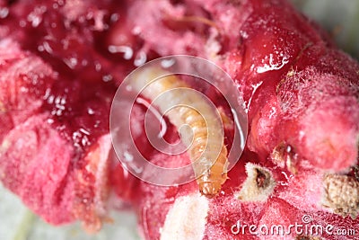 Larva of the raspberry beetle Byturus tomentosus on damaged fruit. It is a beetles from fruit worm family Byturidae a major pest Stock Photo