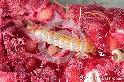 Larva of the raspberry beetle Byturus tomentosus on damaged fruit. It is a beetles from fruit worm family Byturidae a major pest Stock Photo