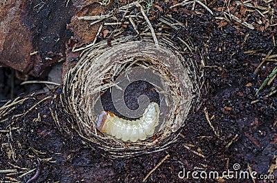 Larva of Ribbed Pine Borer Rhagium inquisitor. Close up Stock Photo