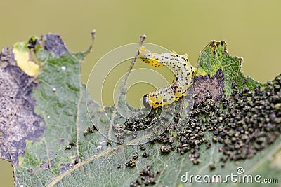 Larva of sawfly. Stock Photo