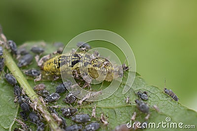 Syrphus hoverfly larva eating aphids Stock Photo