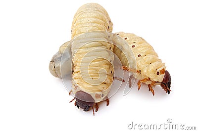 Larvae Stock Photo