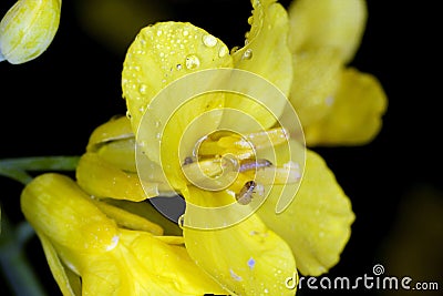 Larvae of Common pollen beetle Brassicogethes formerly Meligethes aeneus Stock Photo