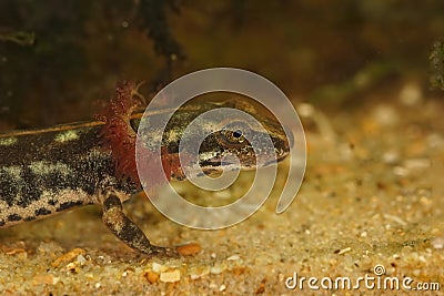 A larvae of the critically endangered Sardinian brook salamander, Euprocutus platycephalus Stock Photo