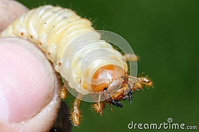 Larvae of European chafer, Melolontha melolontha Stock Photo
