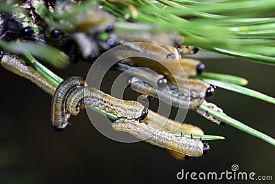 Larvae of European pine sawfly (Neodiprion sertifer) Stock Photo