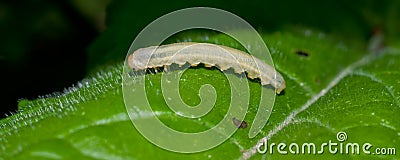 Larva of a sawfly on the leaf of a plant Stock Photo