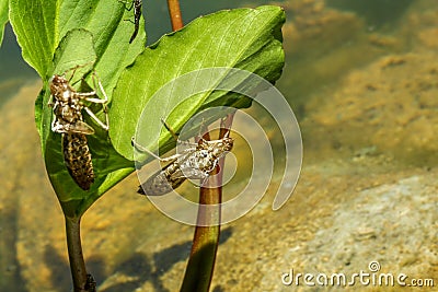 Larval skins or exuvias of dragonfly Stock Photo