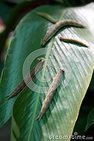 Catapillars on a leaf in Roatan Stock Photo