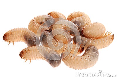 Larvas of cockchafer Stock Photo