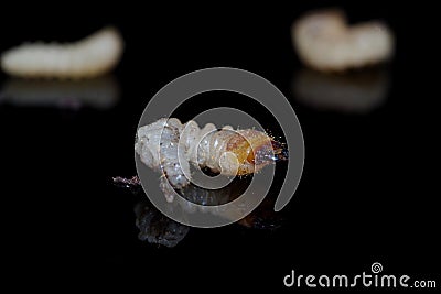 Larve of Hylotrupes bajulus on black background Stock Photo