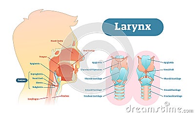 Larynx anatomical vector illustration diagram, educational medical scheme. Vector Illustration