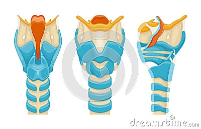 Larynx Anatomy Icon Set Vector Illustration