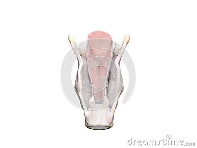 Larynx anatomy. The larynx is made up of different cartilages: thyroid, arythenoid, criciod, epiglottis and hyoid bone. Vocal Cartoon Illustration