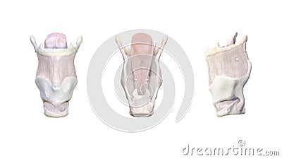 Larynx anatomy, The larynx is made up of different cartilages: thyroid, arythenoid, criciod, epiglottis and hyoid bone. Vocal Stock Photo