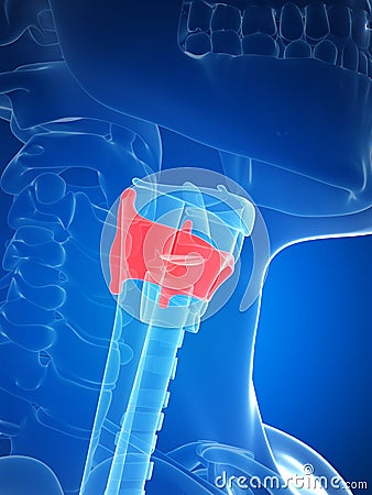 Larynx anatomy - thyroid cartilage Cartoon Illustration