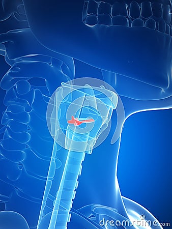 Larynx anatomy - vocal chords Cartoon Illustration