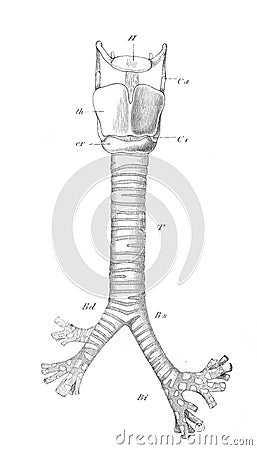 Larynx, respiratory throat and bronchial tubes in the old book the Human Anatomy Basics, by A. Pansha, 1887, St. Petersburg Stock Photo