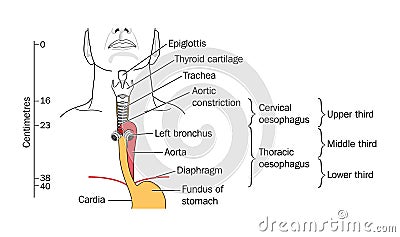 The larynx and trachea Vector Illustration