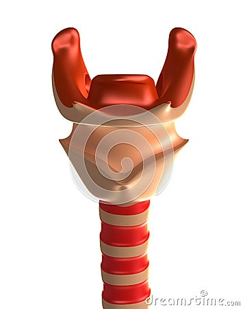 Larynx with trachea. Front view Stock Photo