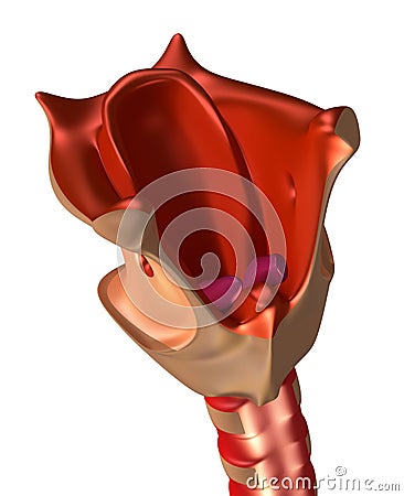 Larynx with trachea and vocal cords Stock Photo