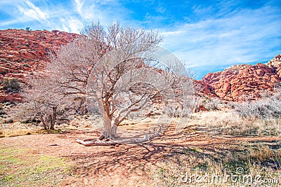 Red Rocks in the Southwest Stock Photo