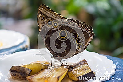 Lasiommata achine buttefly eating bananas Stock Photo