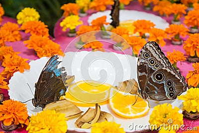 Lasiommata achine buttefly eating oranges Stock Photo