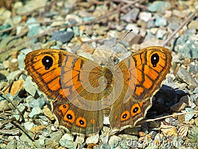 Lasiommata megera , the wall brown butterfly Stock Photo