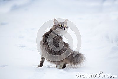 Laska Stock Photo