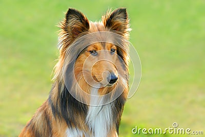 Lassie Stock Photo